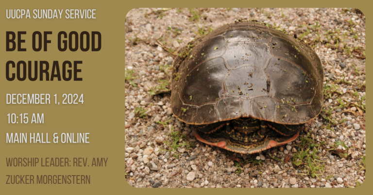 Photo of a turtle hiding in its shell