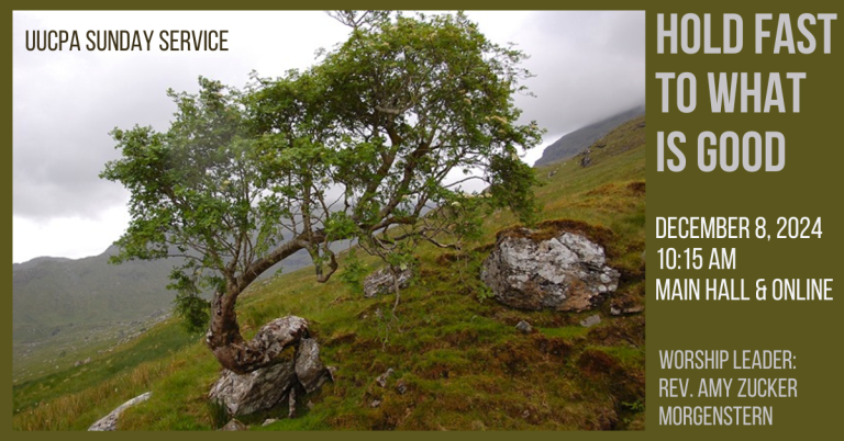 A tree in a rocky, hilly field, growing out of a boulder