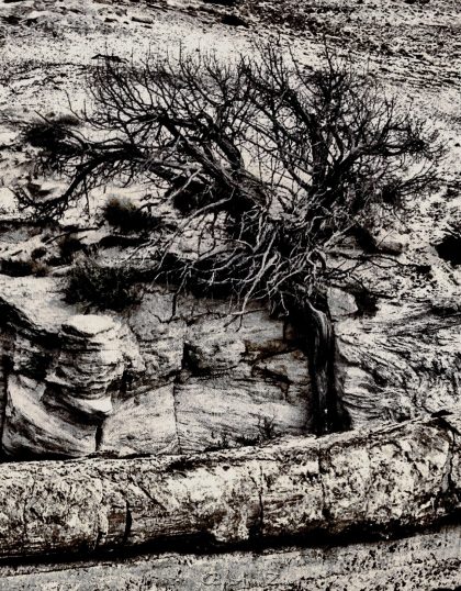 Dead Tree in Petrified Forest by Ann Zeise