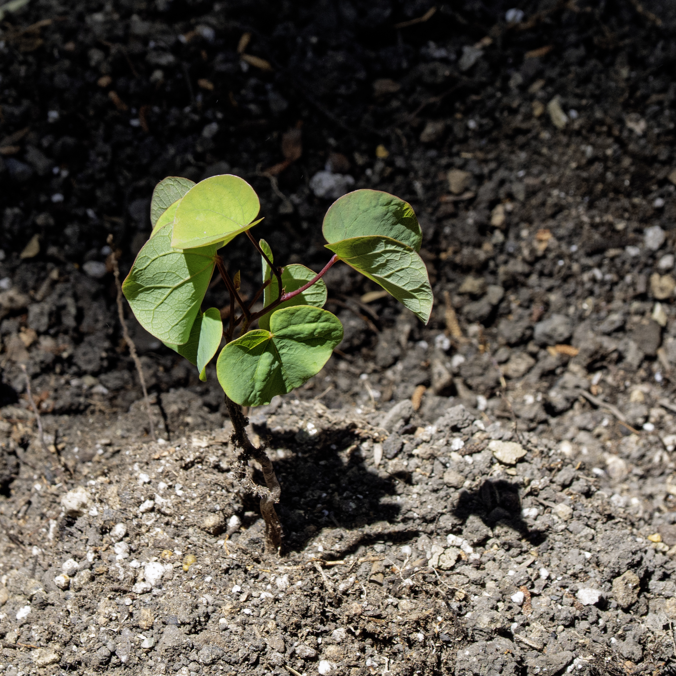 Western redbud sapling
